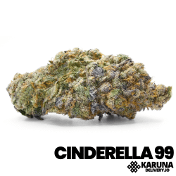 Cinderella 99 Elite