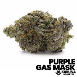 Purple Gas Mask Elite