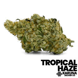 Tropical Haze